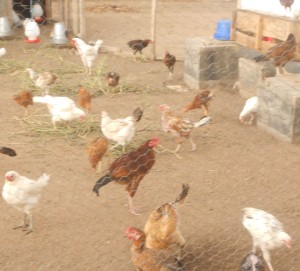 hens march 15