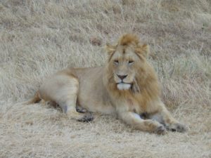 serengeti-lion