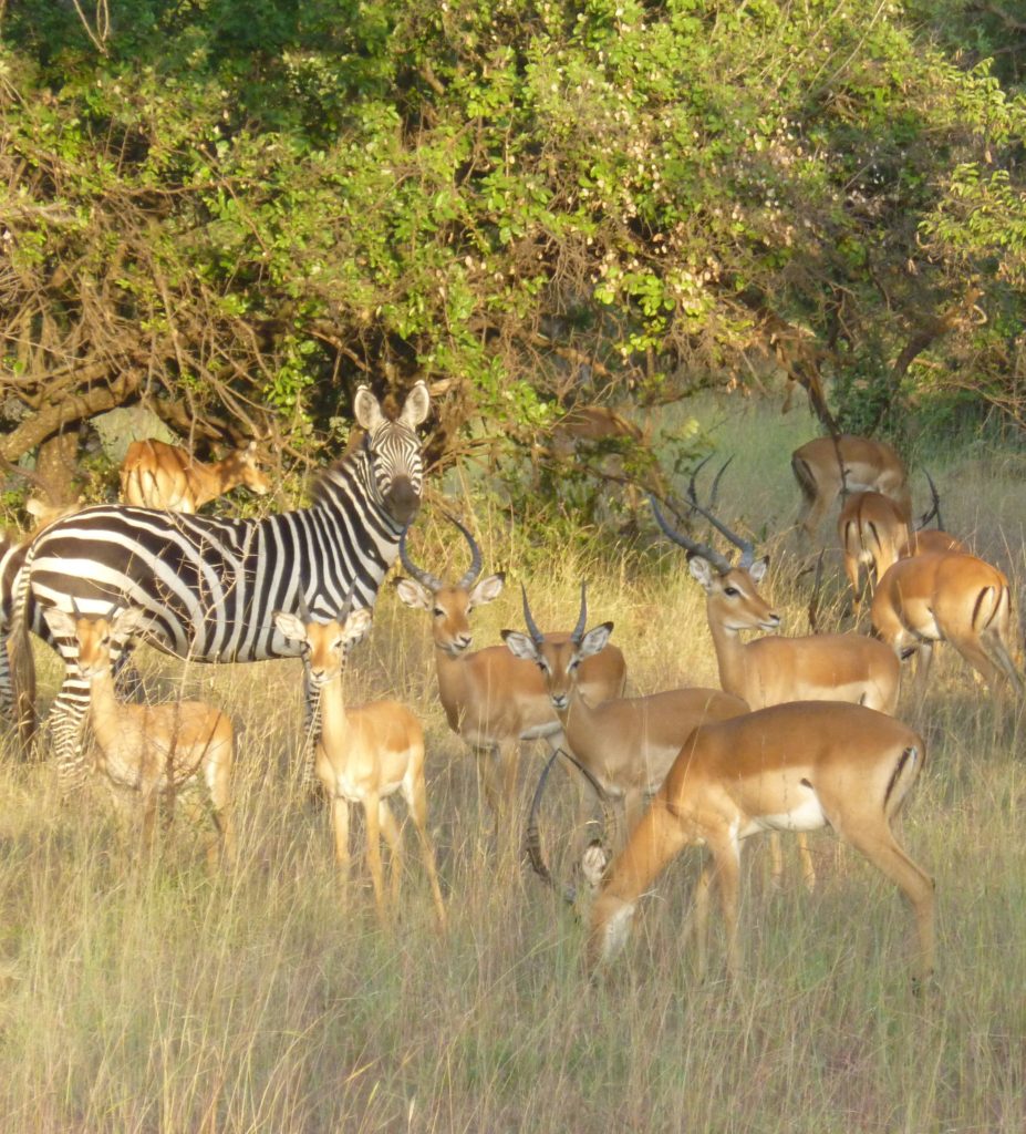 african-plains